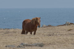 下北半島尻屋崎・春の寒立馬④　海辺にて