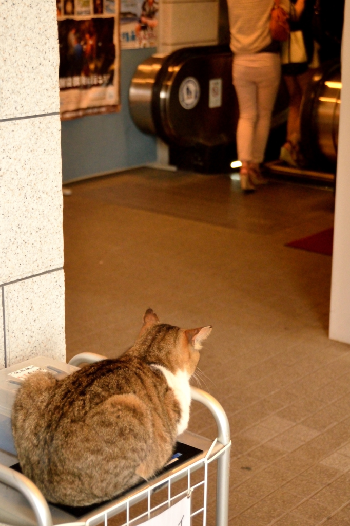 実は案内猫？＠江の島