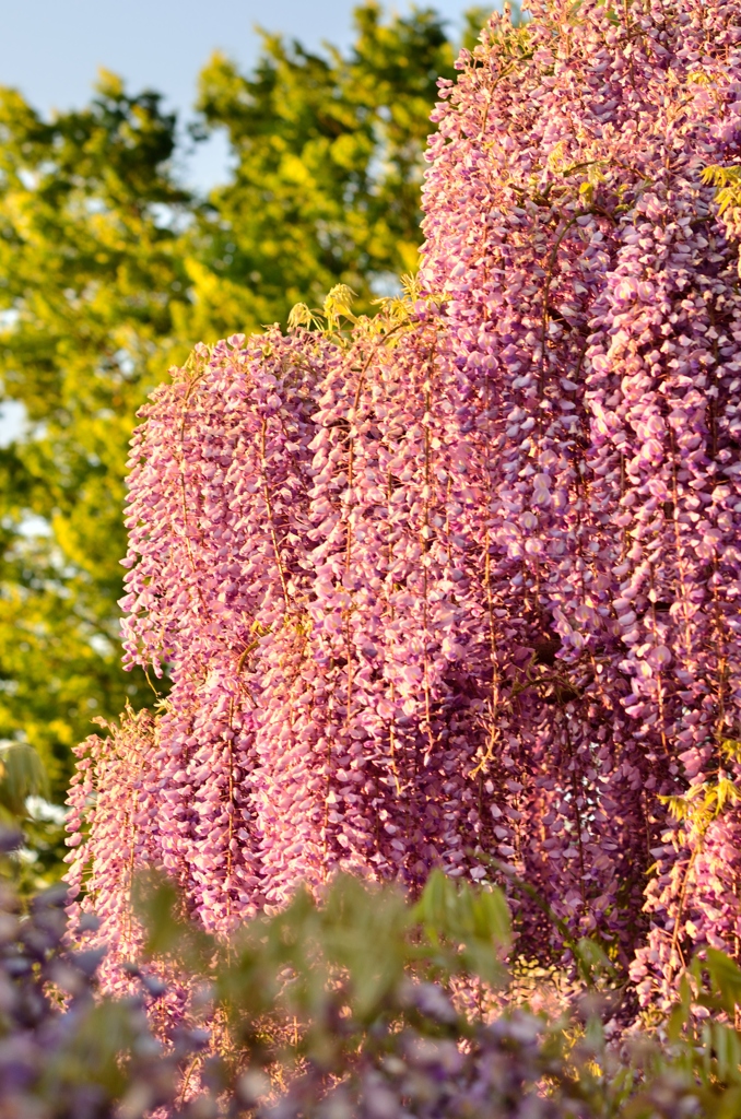 藤の花降り注ぐ①