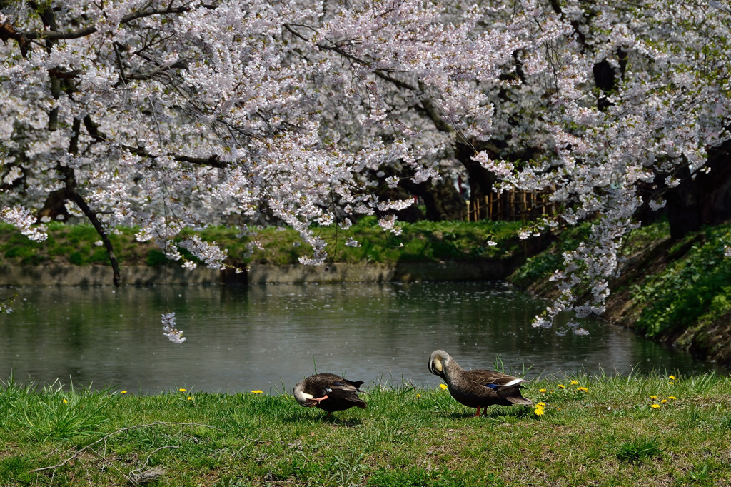 これで見納め今年の桜⑪