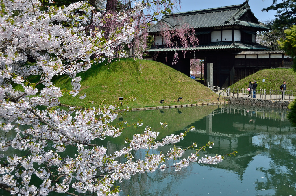 これで見納め今年の桜⑮