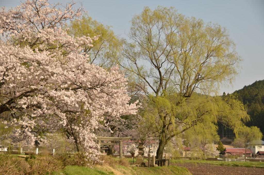 遊行柳と桜