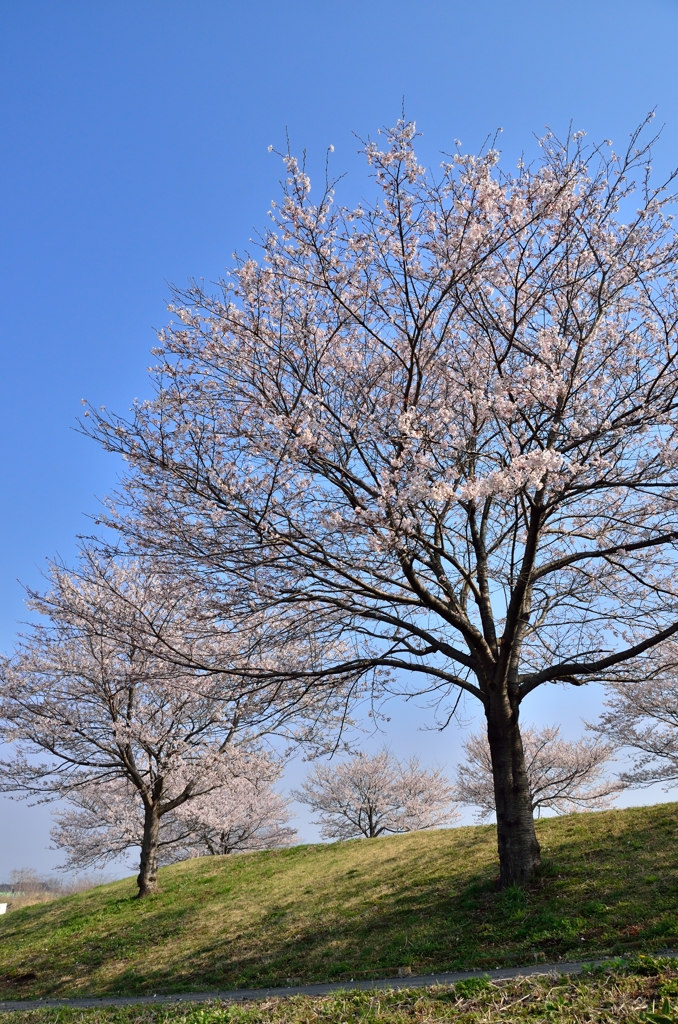 宇都宮市鬼怒川堤防の桜　2014年④