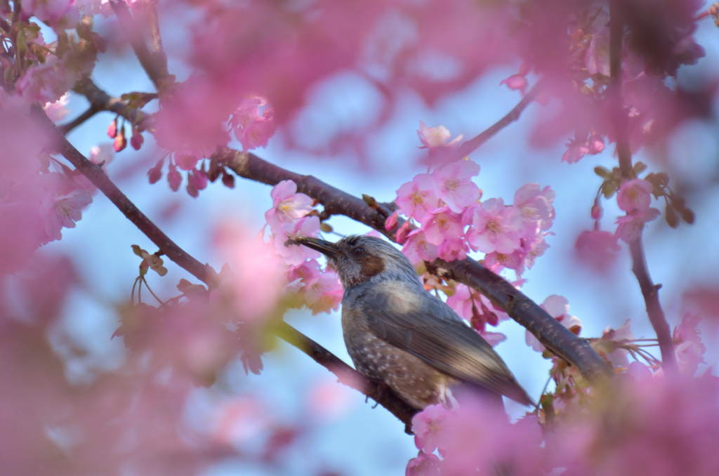 河津桜の甘い匂いに誘われて（ヒヨドリ①）