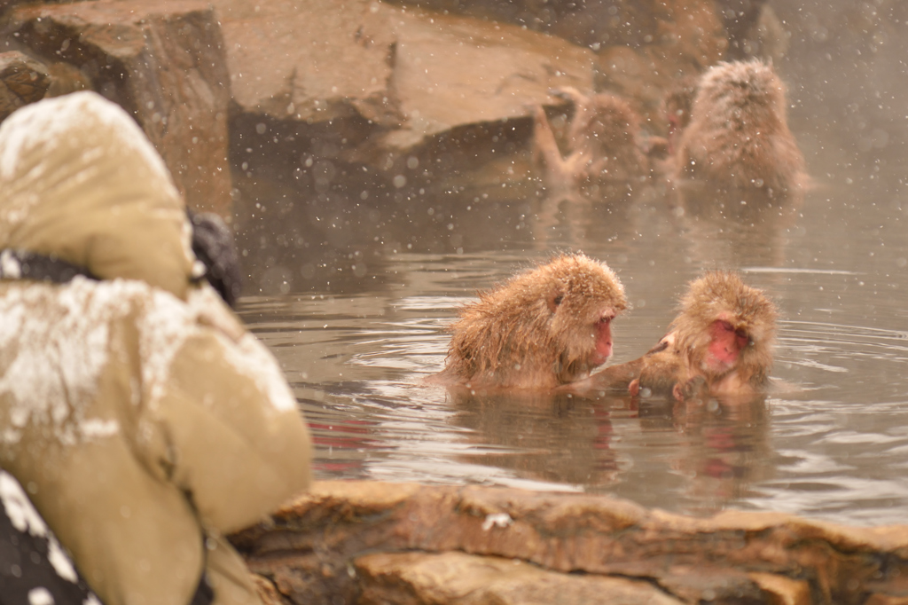 The Snowmonkey③見る人が見られる猿より雪まみれ