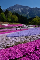 秩父・芝桜の咲く丘にて②