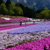 秩父・芝桜の咲く丘にて②