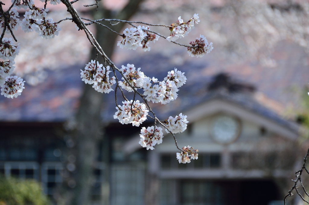 なつかしの学び舎　上岡小学校⑨学び舎を桜色に染めて