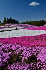 秩父・芝桜の咲く丘にて⑥