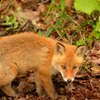 キツネ