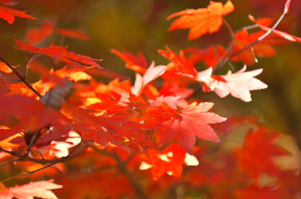 日光の紅葉＠竜頭の滝