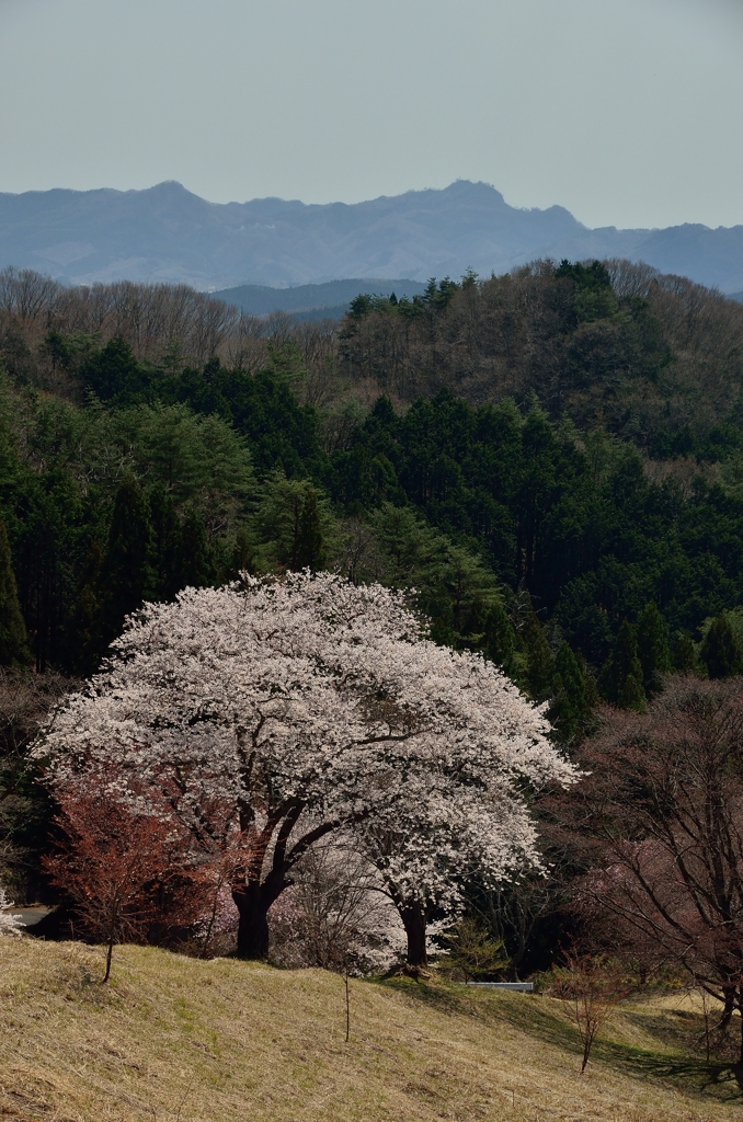 沓掛峠の桜①