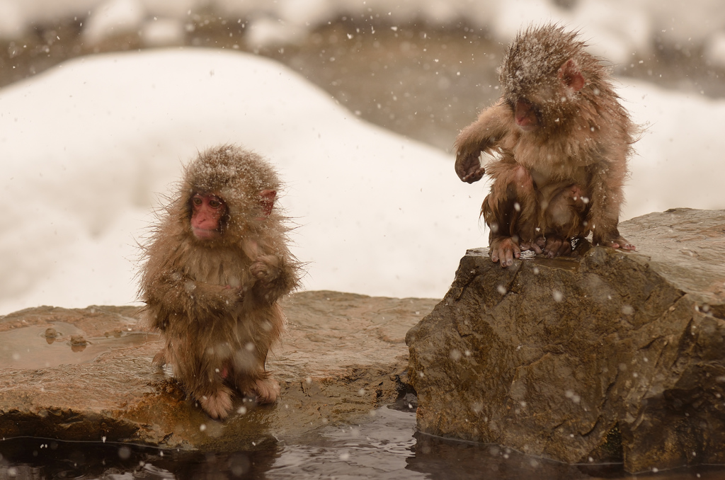 The Snowmonkey②湯上がりの子ザルたち