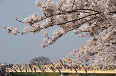 青空泳ぐ鯉と桜