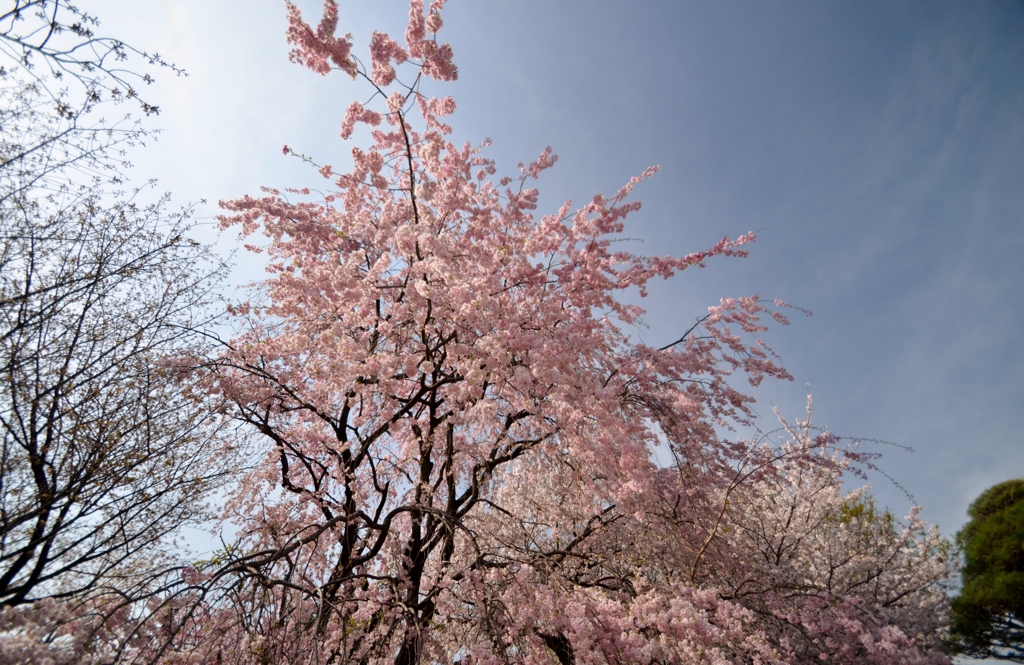 流れ落ちる桜