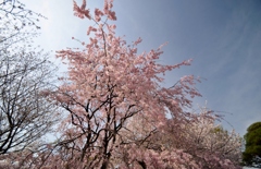 流れ落ちる桜