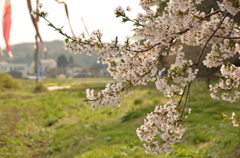 少し遅いゾ、桜さん