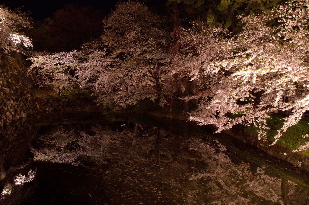 夜桜見物＠弘前城⑦