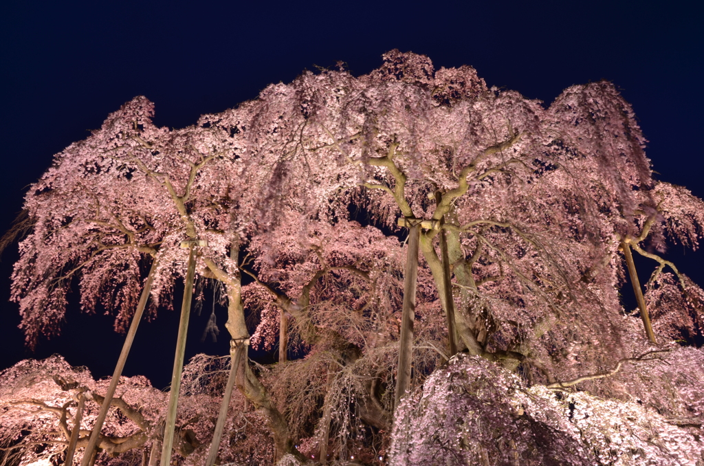 闇夜を流れる滝桜