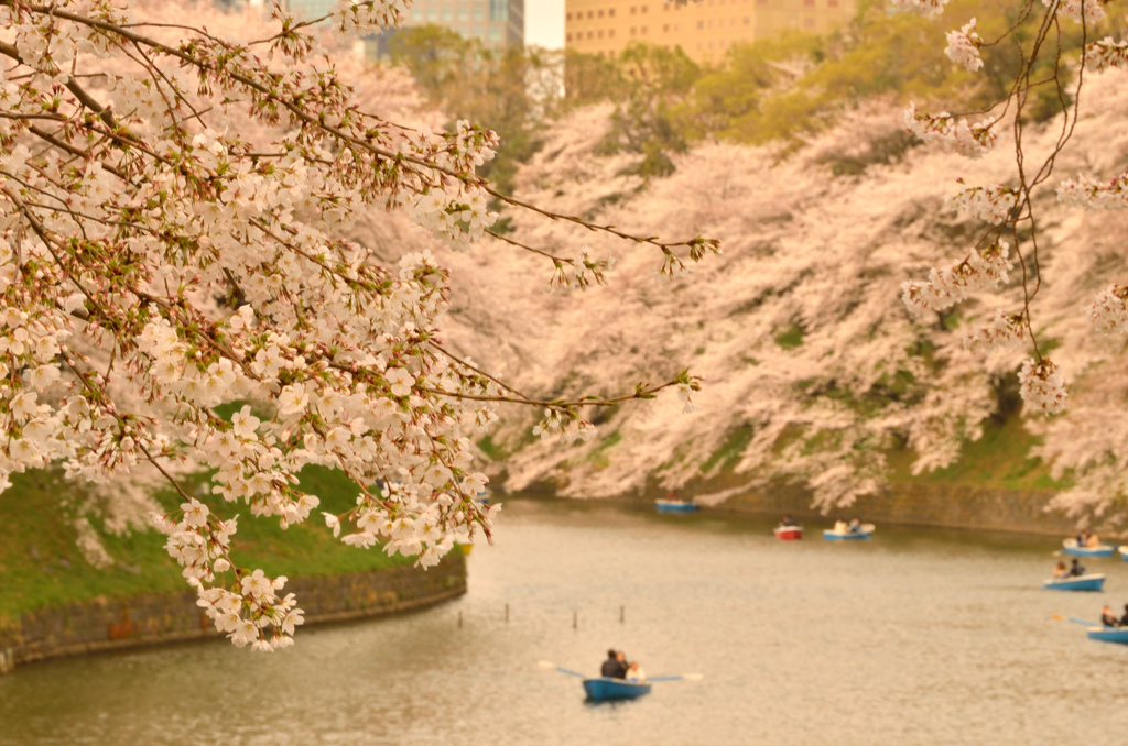 お堀端に流れ落ちる桜色②