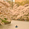 お堀端に流れ落ちる桜色②