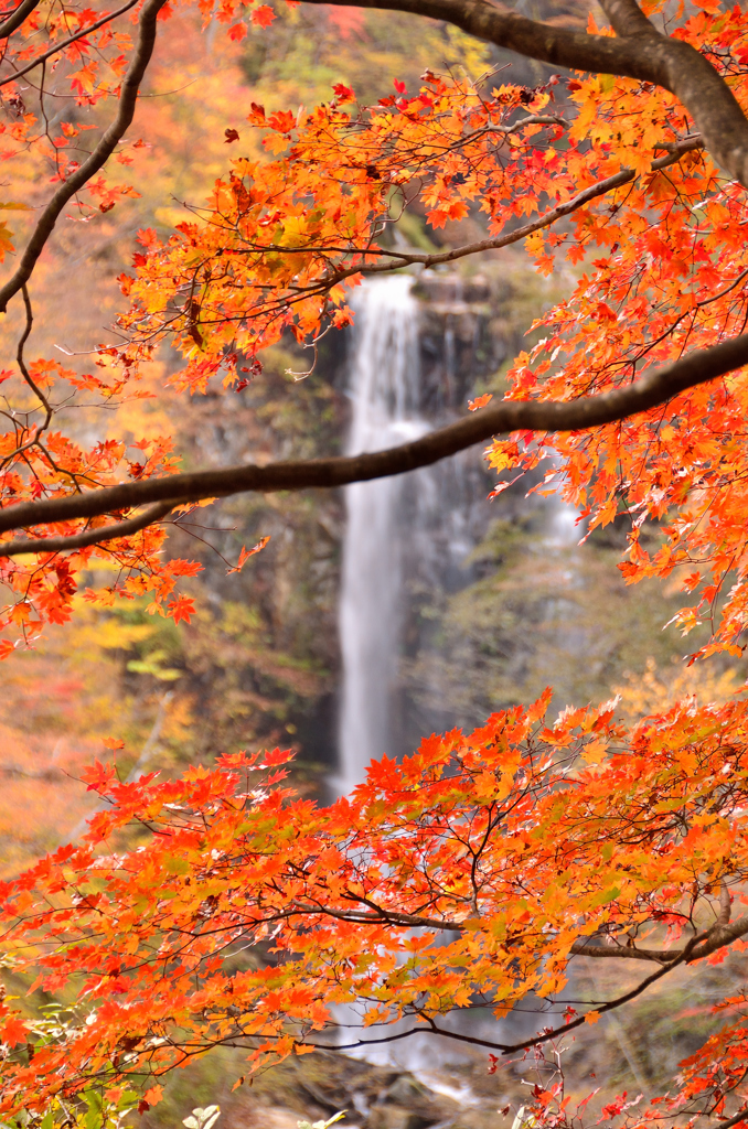 奥鬼怒栗山・蛇王の滝と紅葉②