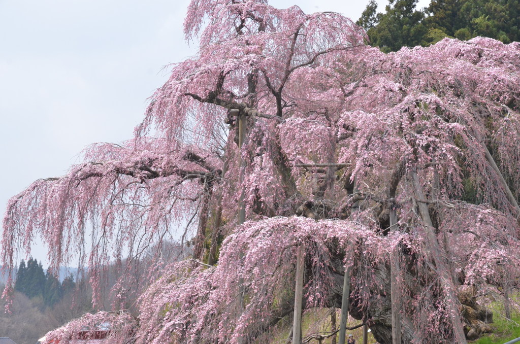 ほとばしる滝桜