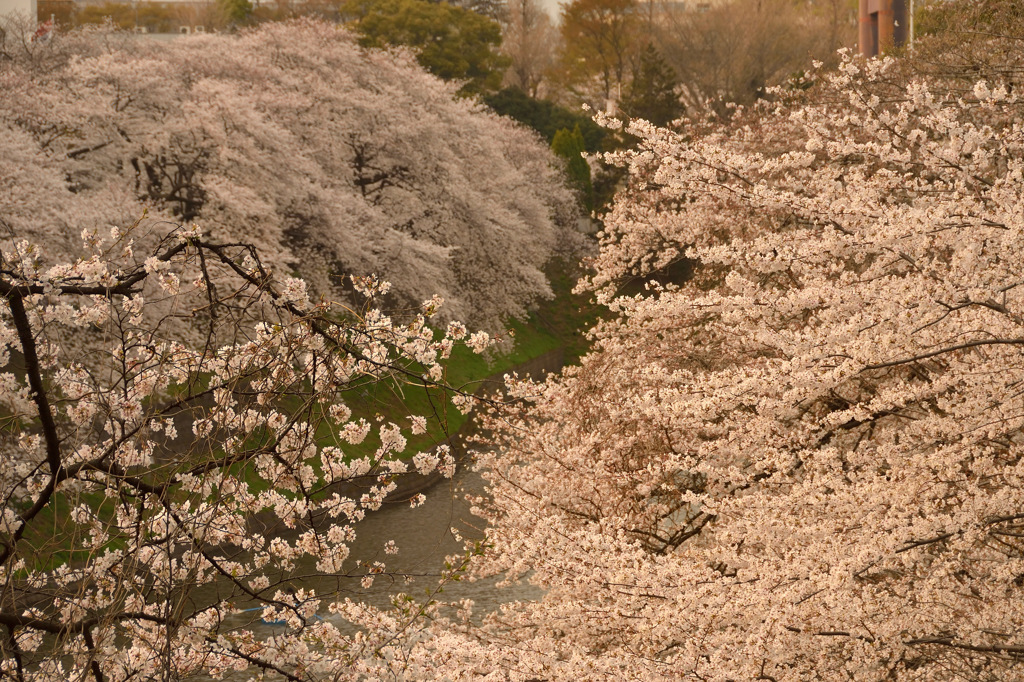お堀端に流れ落ちる桜色④