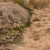 お堀端に流れ落ちる桜色④