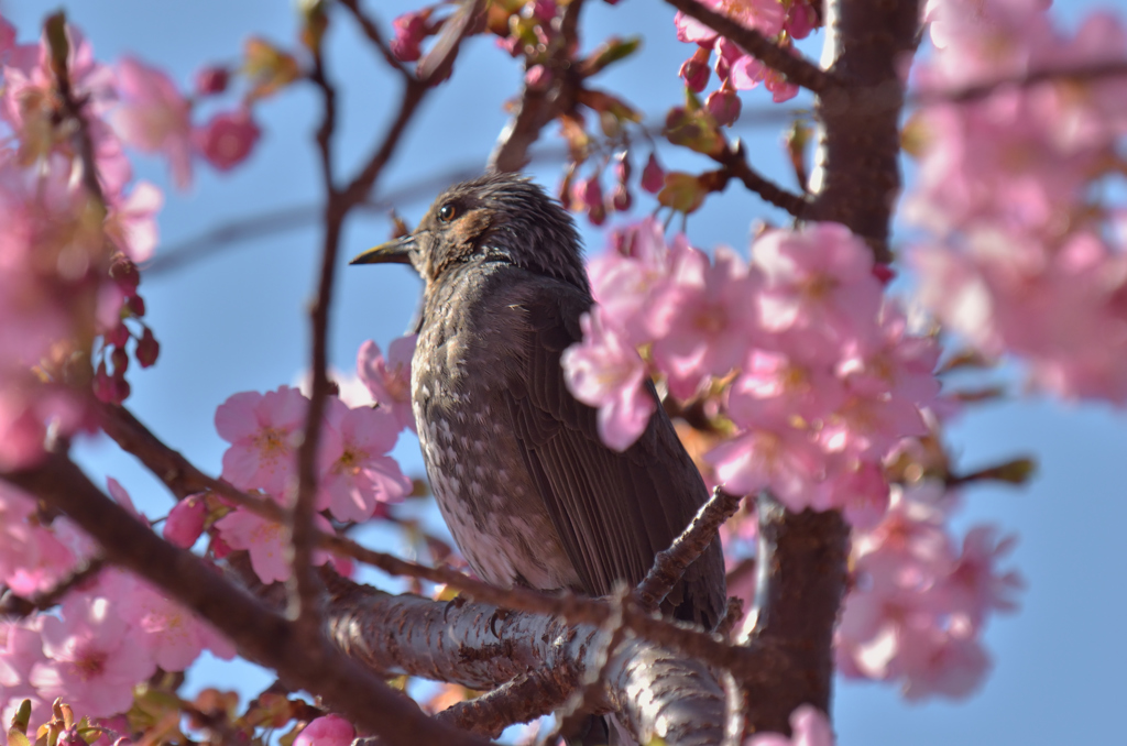 河津桜の甘い匂いに誘われて（ヒヨドリ②）