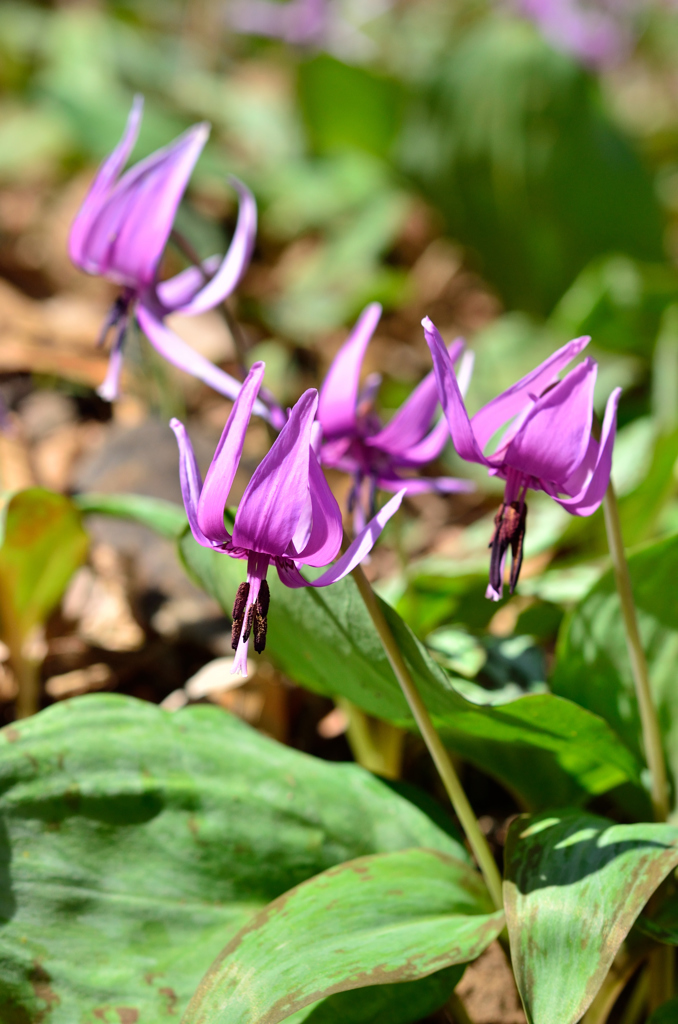 みかも山 春舞い踊る かたくりの花③