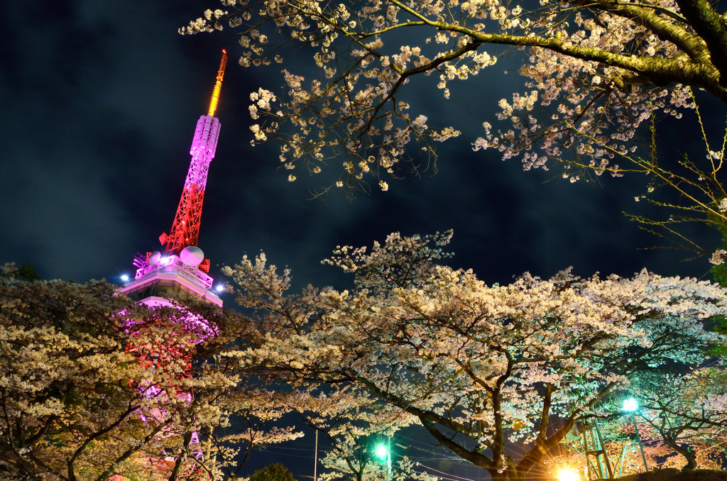 宇都宮八幡山公園 夜桜見物 By Dova Id 写真共有サイト Photohito