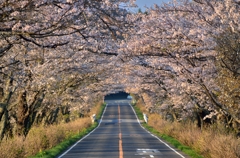 「さくらの街」の桜並木①