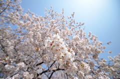 見下ろす桜