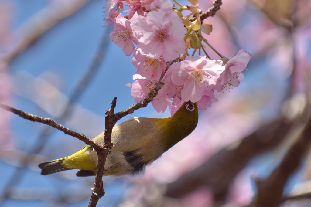 河津桜の甘い匂いに誘われて（メジロ②）