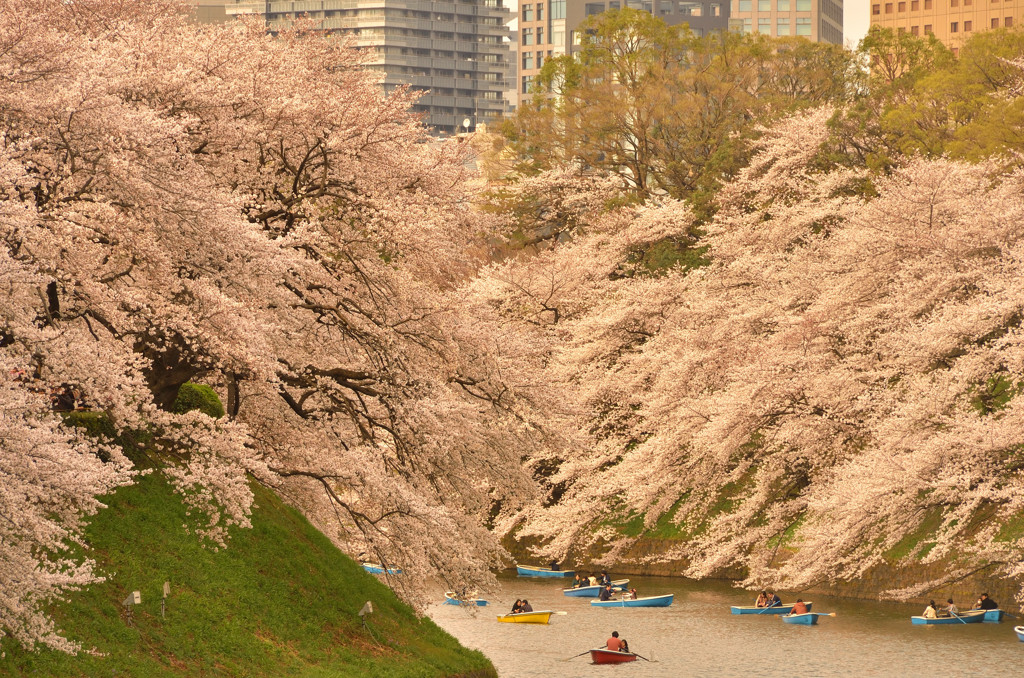 お堀端に流れ落ちる桜色③