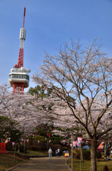 宇都宮八幡山公園・花見の頃②