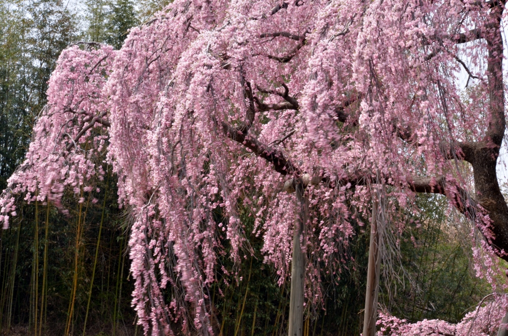 風に揺れる滝桜
