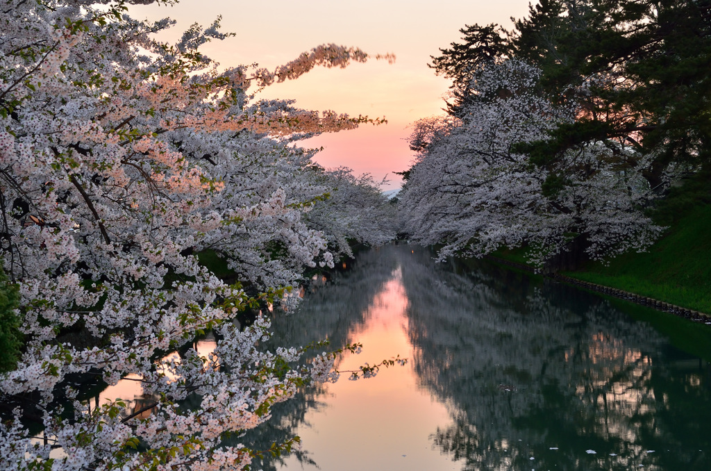 夜桜見物＠弘前城①