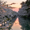 夜桜見物＠弘前城①