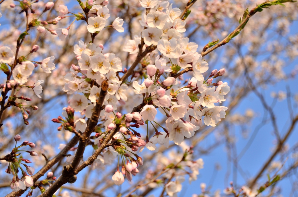 宇都宮市鬼怒川堤防の桜　2014年①