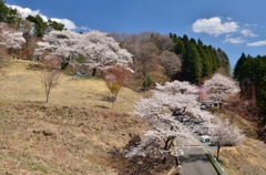 沓掛峠の桜②