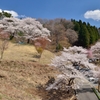 沓掛峠の桜②