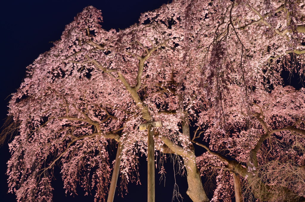 闇夜に浮かぶ滝桜