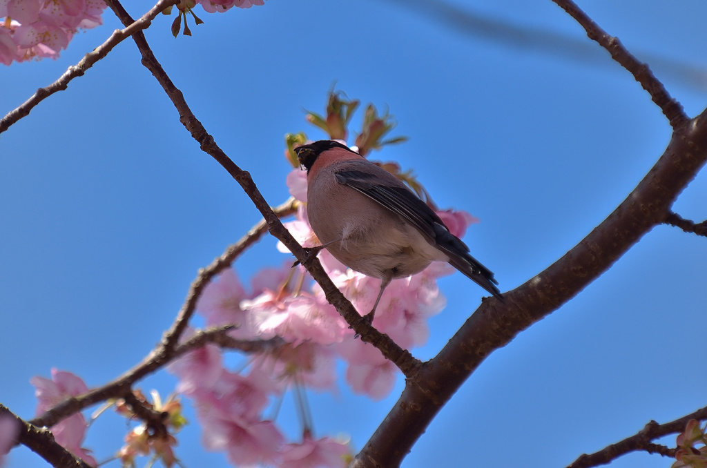 河津桜の甘い匂いに誘われて　（ウソ）