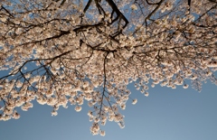 桜の下で