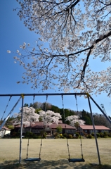 なつかしの学び舎　上岡小学校⑤大きな桜の木の下で