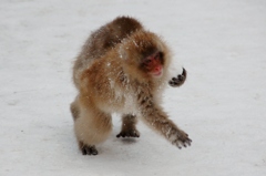 子猿の雪遊び