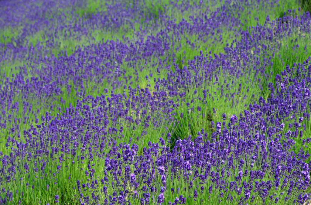 富良野の花畑②