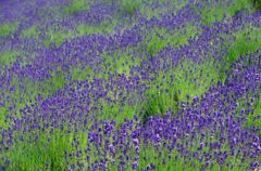 富良野の花畑②